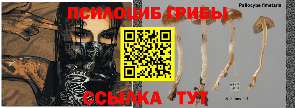 Галлюциногенные грибы Magic Shrooms Городец